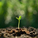 Микрозелень 🌱 Гидропоника