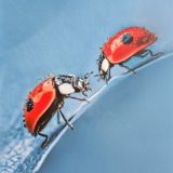 Багиня орг чат каментики