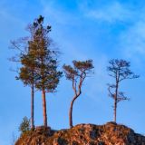 Реки, скалы и леса. Чат