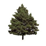 Честный обзор на ёлки