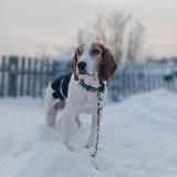 тризвончатый хвост