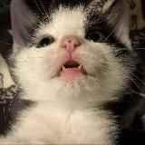 котик выносит крипту