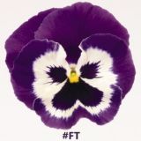 FreeThinkers: Dead Edition