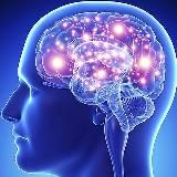 Его величество МОЗГ