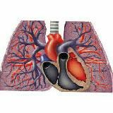 pulmonary courses and books