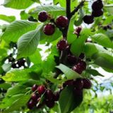 Mevali va manzarali ko'chatlar savdosi kanali