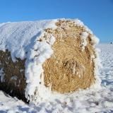 яко туча на́ троскот и иней на́ сено