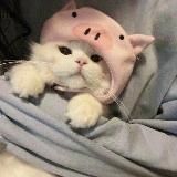 frosifix || ресурсы 💗