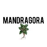 MANDRAGORA