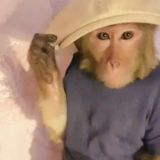 Гифки с бибизянами чатик пон🙊