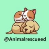 Мои истории спасения животных Chat
