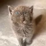 блади455 /bladi