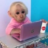 Бибизяны | Обезьяны