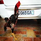 《FARG'ONA ХОРОЗ АРЕНА》