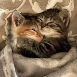 пикчи с котиками