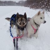 🥔𝑇𝑜𝑠ℎ𝑎 𝐾𝑎𝑟𝑡𝑜𝑠ℎ𝑎🥔