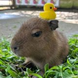 толя, кофе и котики