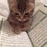 ᴀʙᴜ ᴋᴏᴛɪᴋ