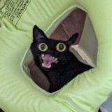 КЖ | Кривые животные