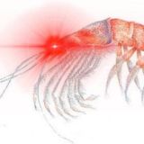 Bitfinex Whale Joe Official Scam