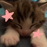 ❗ПЕРЕЕЗД 〢 . мягкий уголок / котики ૮꒰ ⸝⸝ . ⸝⸝꒱ა