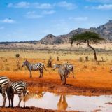 SAFARI CASHOUT | VCC BA