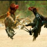 🇺🇿ВОДИЙ ПАРВОЗЛАРИ🇺🇿