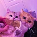 Горячие новости • Новости