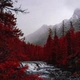 Гиацинт| WHI | Wild Horse Island