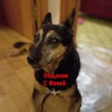 Общение с Феней🐶