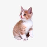 котята