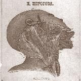 Анатом в истории 🧠