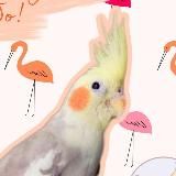 Помощь птицам 🕊 Пристрой попугаев. Улетел / нашёлся попугай