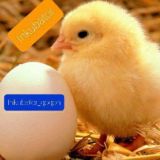 🐣INKUBATOR🐥