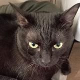 Вехденская правда