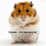 Homyak_chat