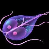 Лямблия | Сashback | WB OZON