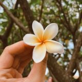 WHATSAPP STATUS LOVER