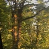 ✧‧₊🌲терновый лес | sunlerytt