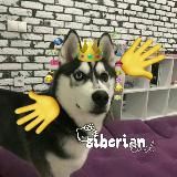 Сибирский хвост