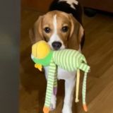 Бигльвугль