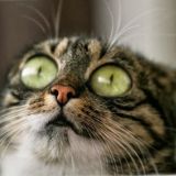 🖐️😻👍КОТЯ В ШОКЕ Комментарии 🐾Интересные факты 🐾 Ваши предложения 🐾