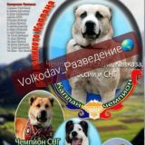 𝕍𝕠𝕝𝕜𝕠𝕕𝕒𝕧_ⓅⓐзⒷⓔдⓔⒽиⓔ🌎