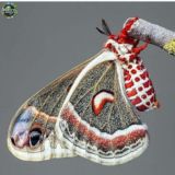 Ecstatic у Азала. Общение