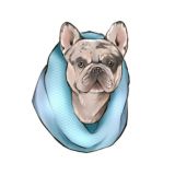 Французские бульдоги от питомника Frenchie House