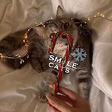 smile cats🐱