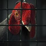 Даун Молотов сосёт хуй