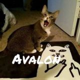 🔥A̶v̶a̶l̶o̶n̶🔥