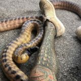 Зміїні чулочки