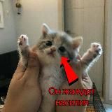 🐱 Щитпост Али | Онлифанс Али